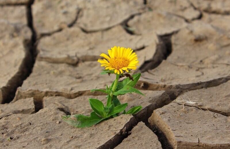 paardebloem droogte