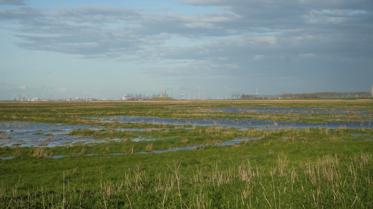 Archief_Saefthinge met Antwerpse haven op achtergrond.JPG