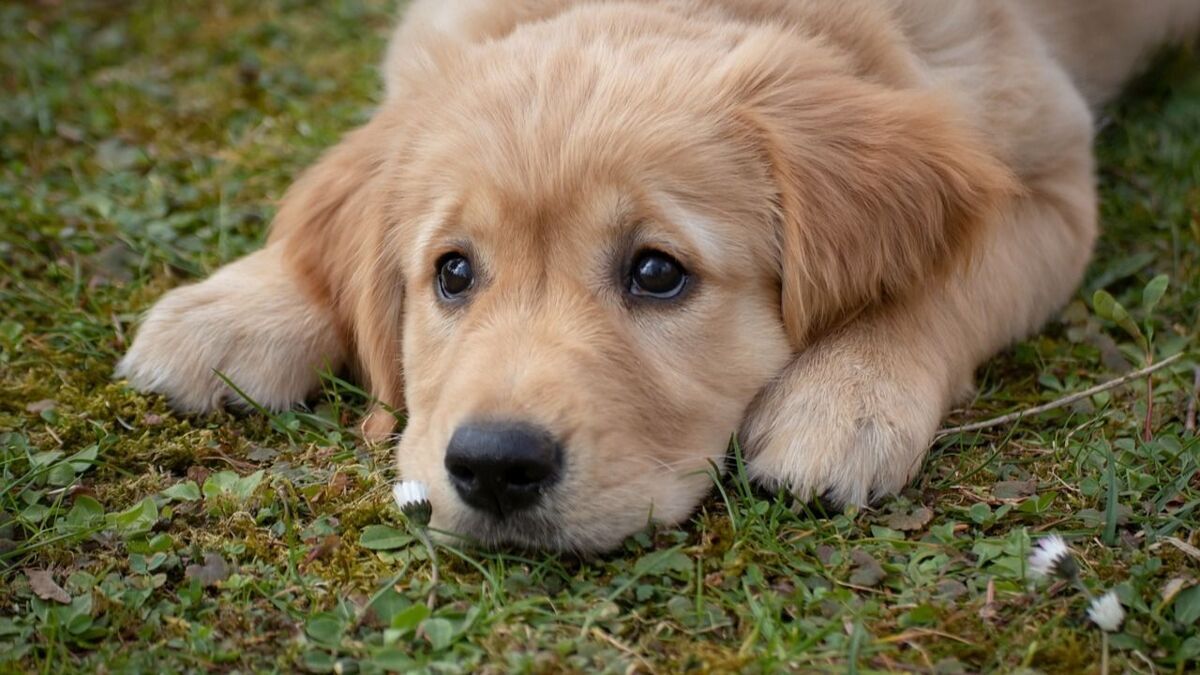 Hond.jpg