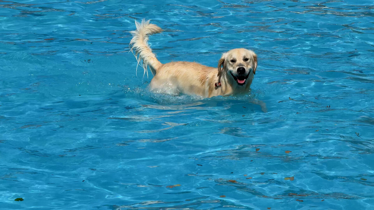 Honden spelen in het zwembad