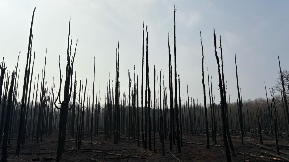 Bomen kapot.jpg