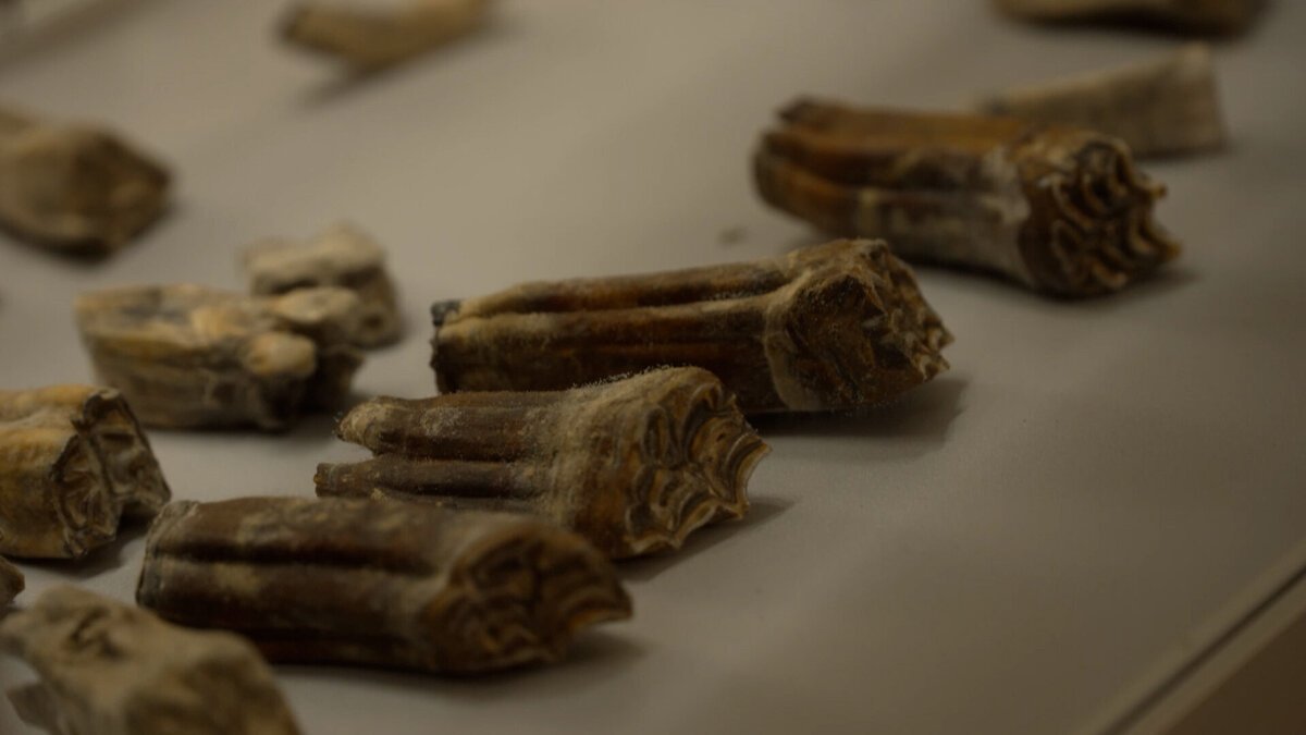 Werkgroep Archeologie Hulst 2