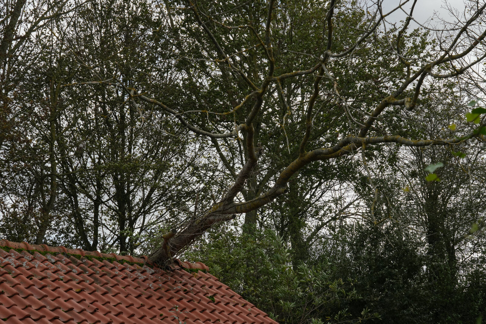 DSC02617