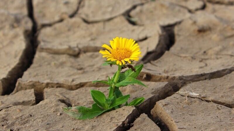 paardebloem droogte