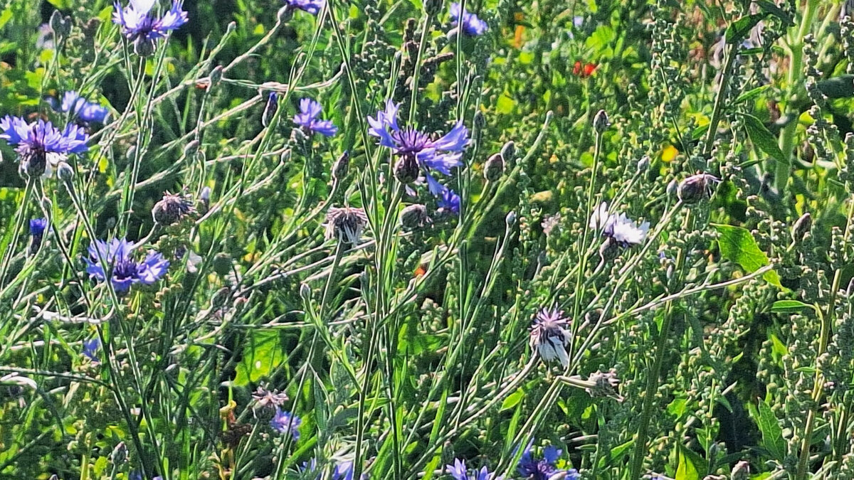 Buiten Gewoon groenstroken