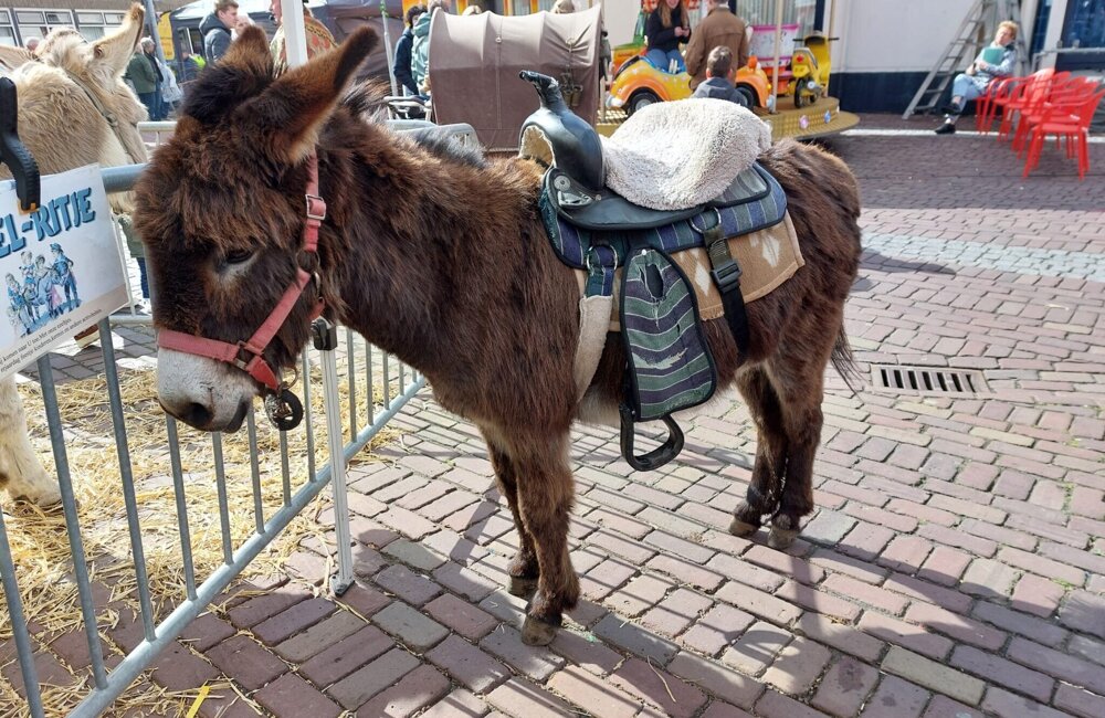 Jaarmarkt Sint Jansteen 2026 4