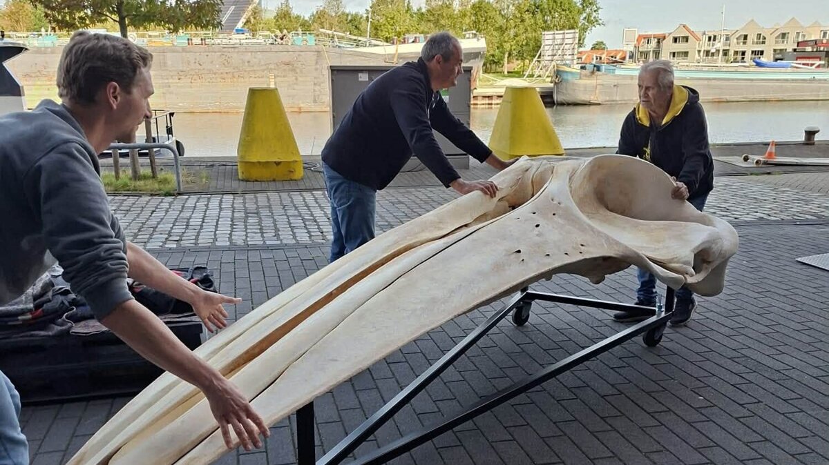 Verhuizing schedel vinvis Erick - ©Portaal van Vlaanderen