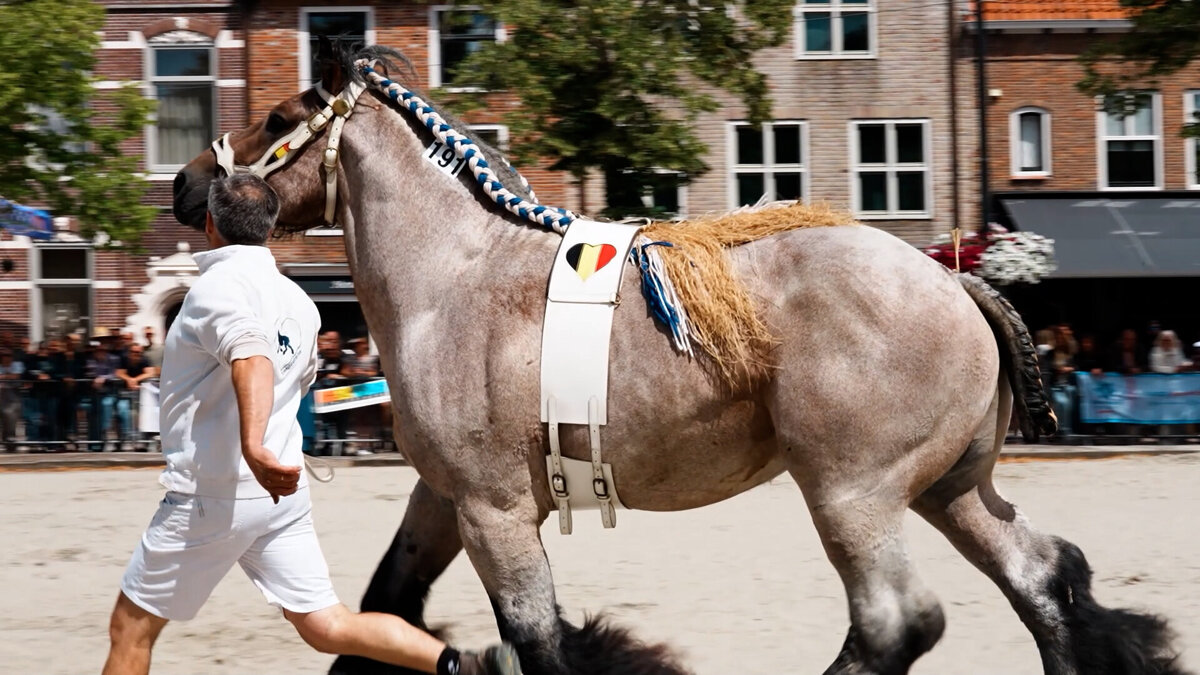 Trekpaardenkeuring 3