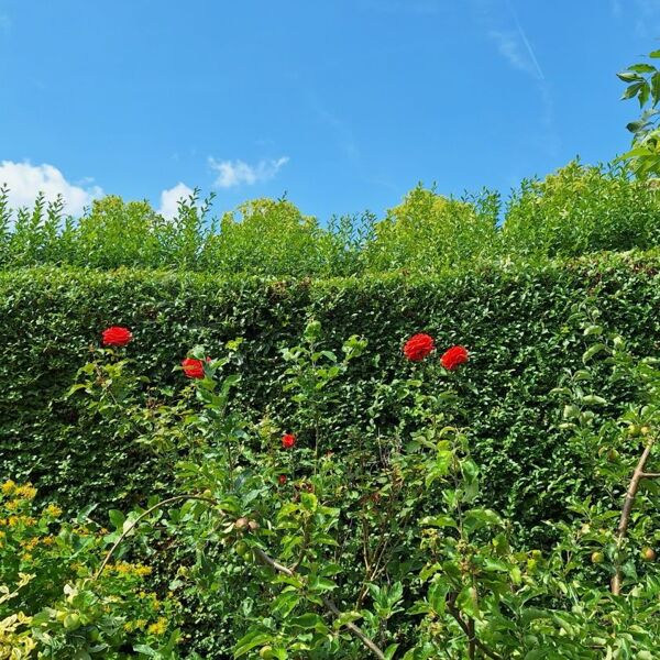 Planten en bloemen groen