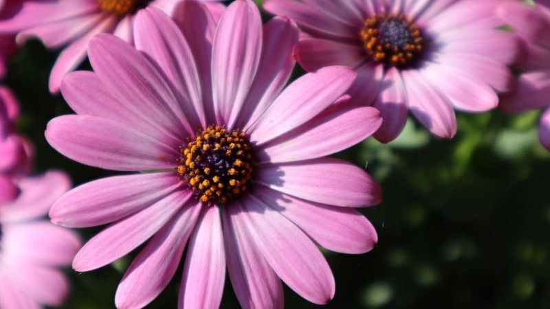 Bloemen.jpg