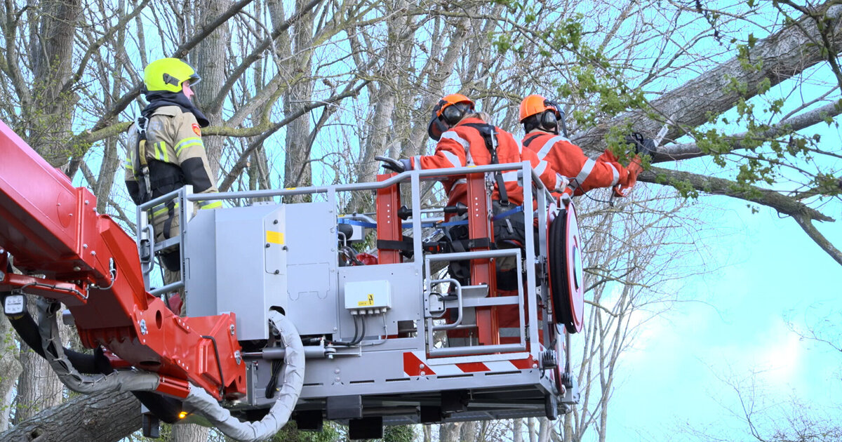 Boom valt op weg bij Poonhaven Zaamslag