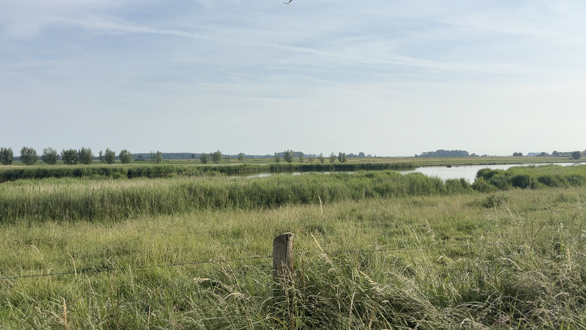 Staats-Spaanse Linies