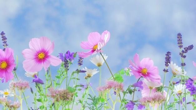 Bloemen.jpg