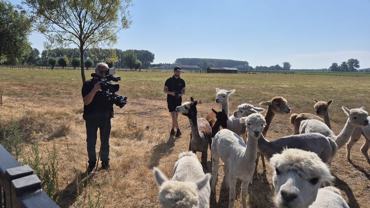 Alpaca-world Koewacht 2