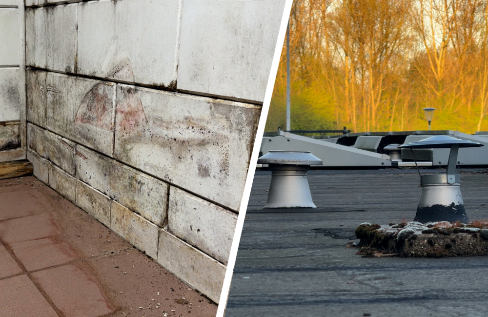 Thumbnail lekkage Corn Boys - ©Omroep ZVL