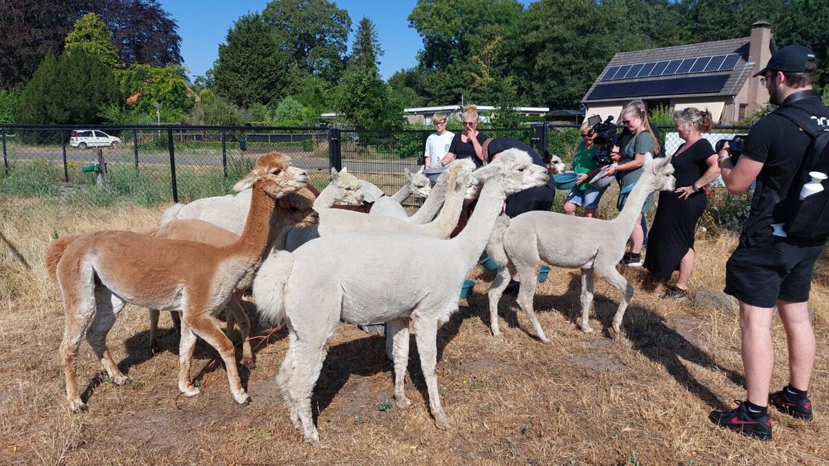 Alpaca-world Koewacht