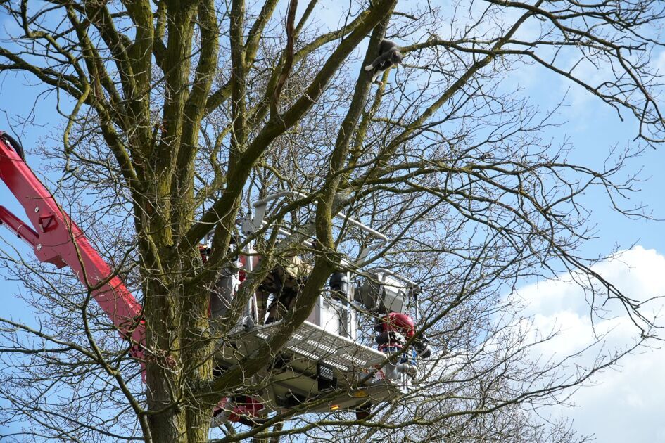 Kat in boom bij Tragel in Clinge: Vuurdoop nieuwe hoogwerker Hulst