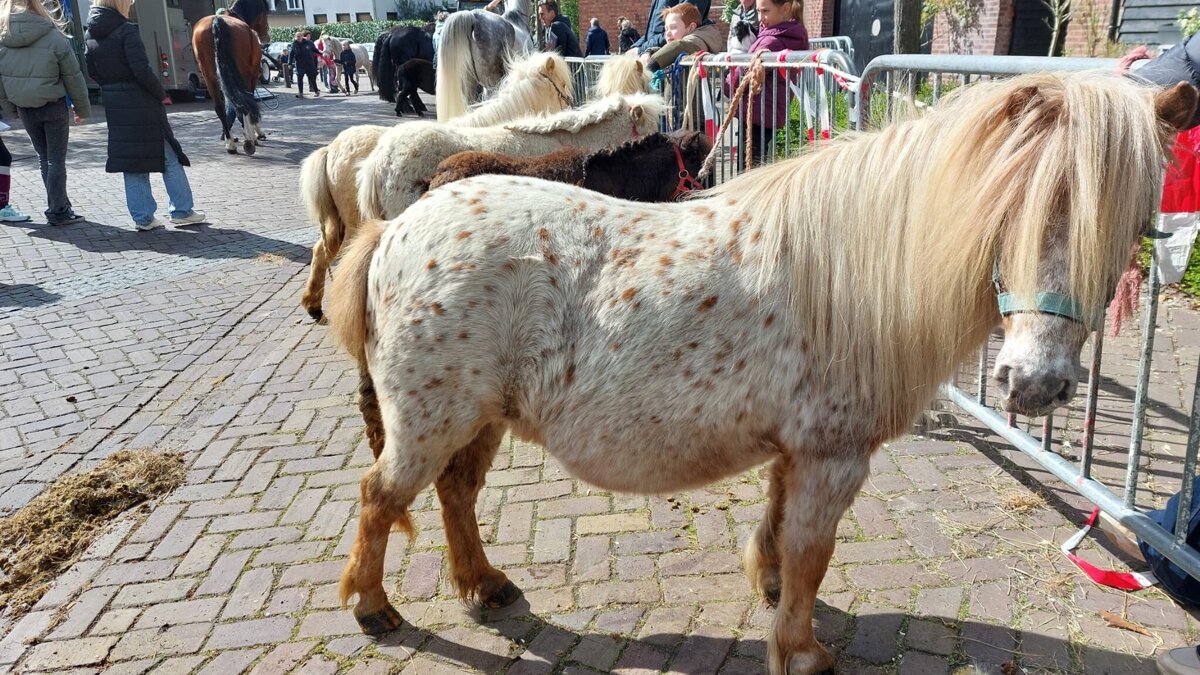 Jaarmarkt Sint Jansteen 2026 3
