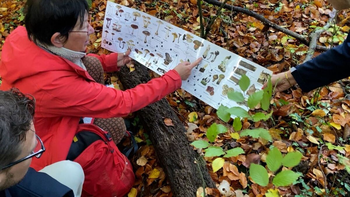 Paddenstoelen zoeken.jpg