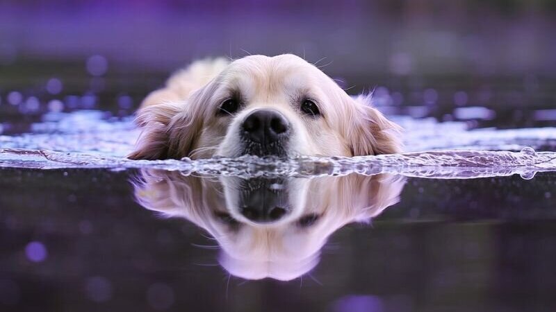 hond water