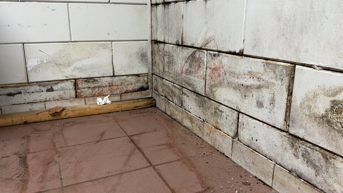 Schimmel op de muur - ©Omroep ZVL.jpg