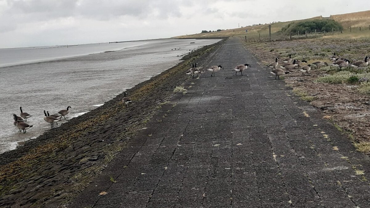 Ganzen Hoofdplaat Westerschelde