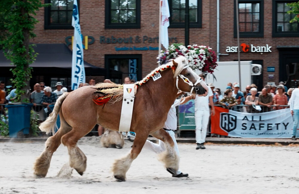 Trekpaardenkeuring 2