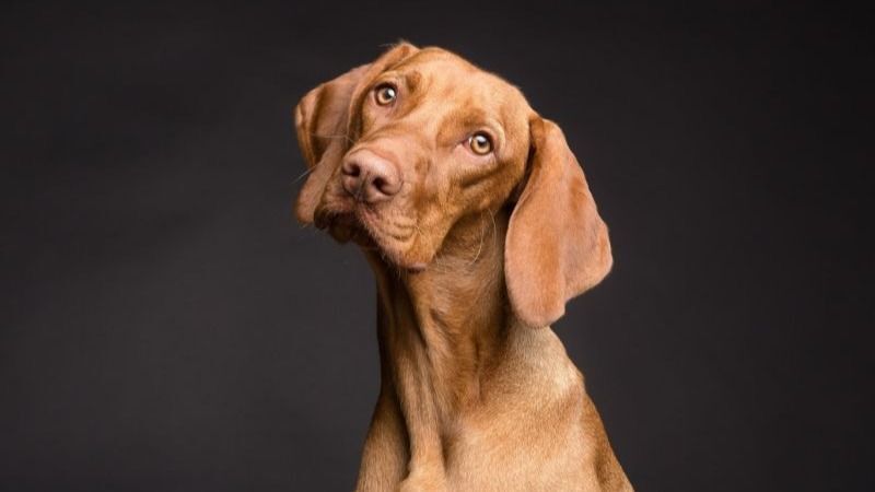 Hond.jpg