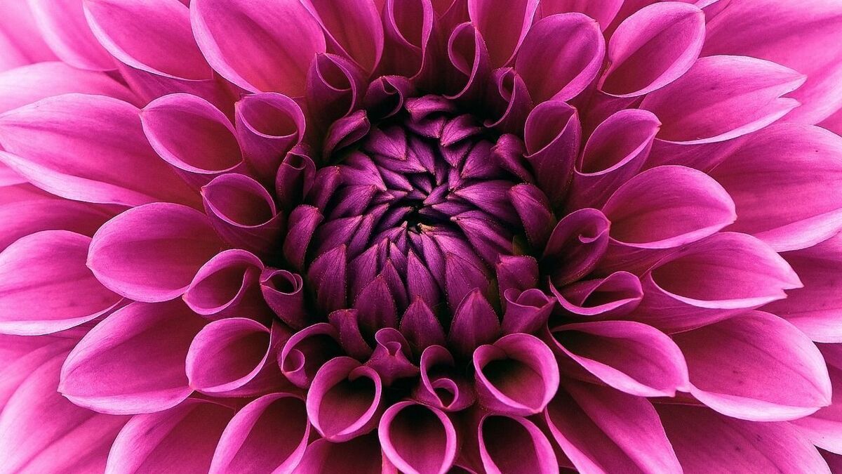 Bloem.jpg