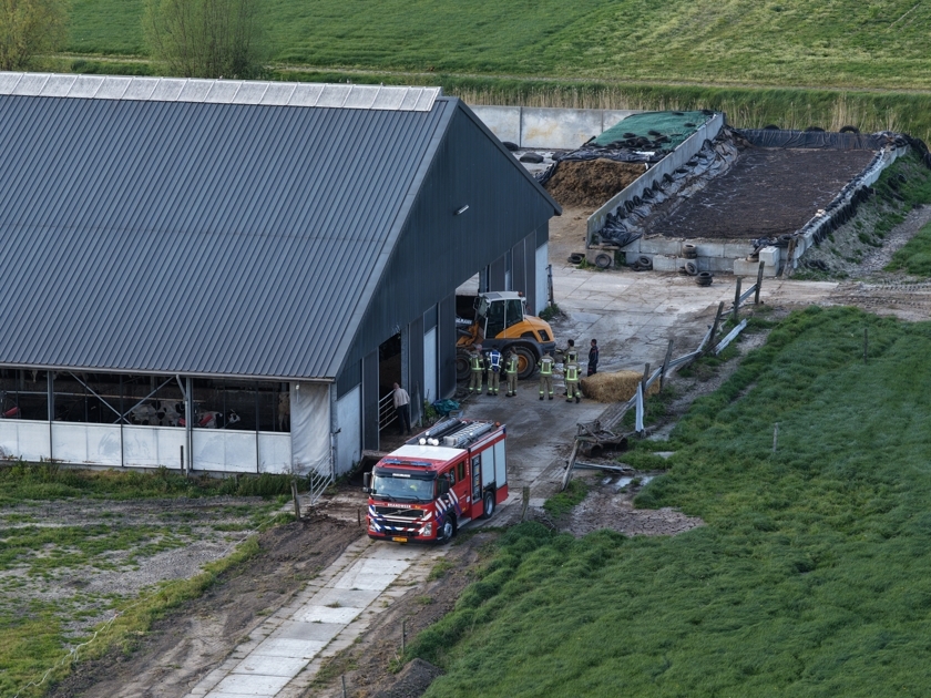 Koe komt in mestput terecht bij boerderij in Vogelwaarde