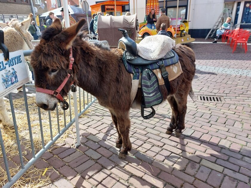 Al 140 jaar markt: van paardenkeuring tot paashaas