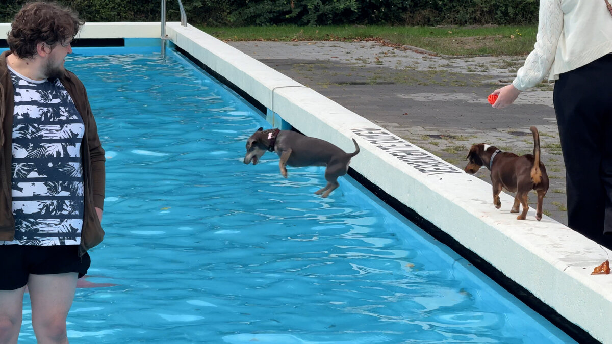 'Niet duiken' geldt niet voor de honden