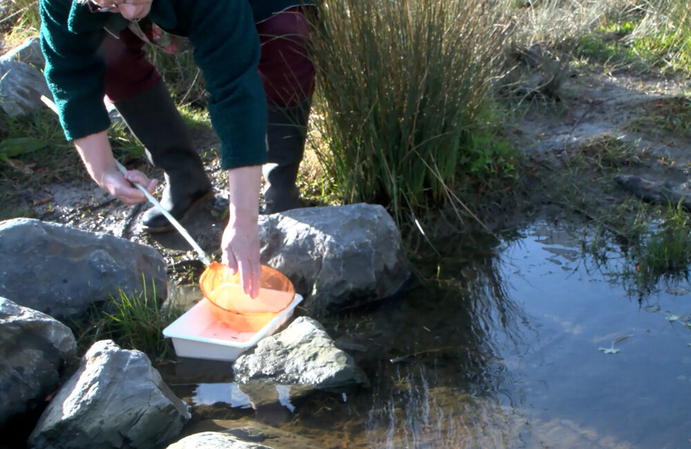 Buiten Gewoon Kikkers 2.jpg