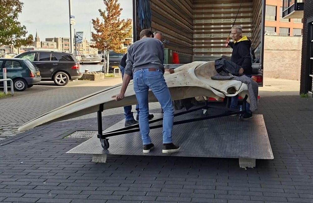 Verhuizing schedel vinvis Erick - ©Portaal van Vlaanderen 2
