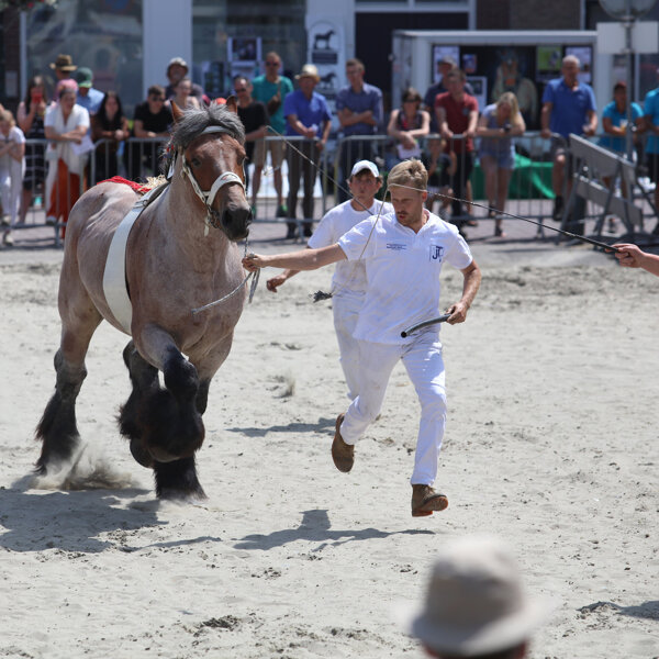 Int Trekpaardenkeuring 2022 IJzendijke Foto Peter Verdurmen
