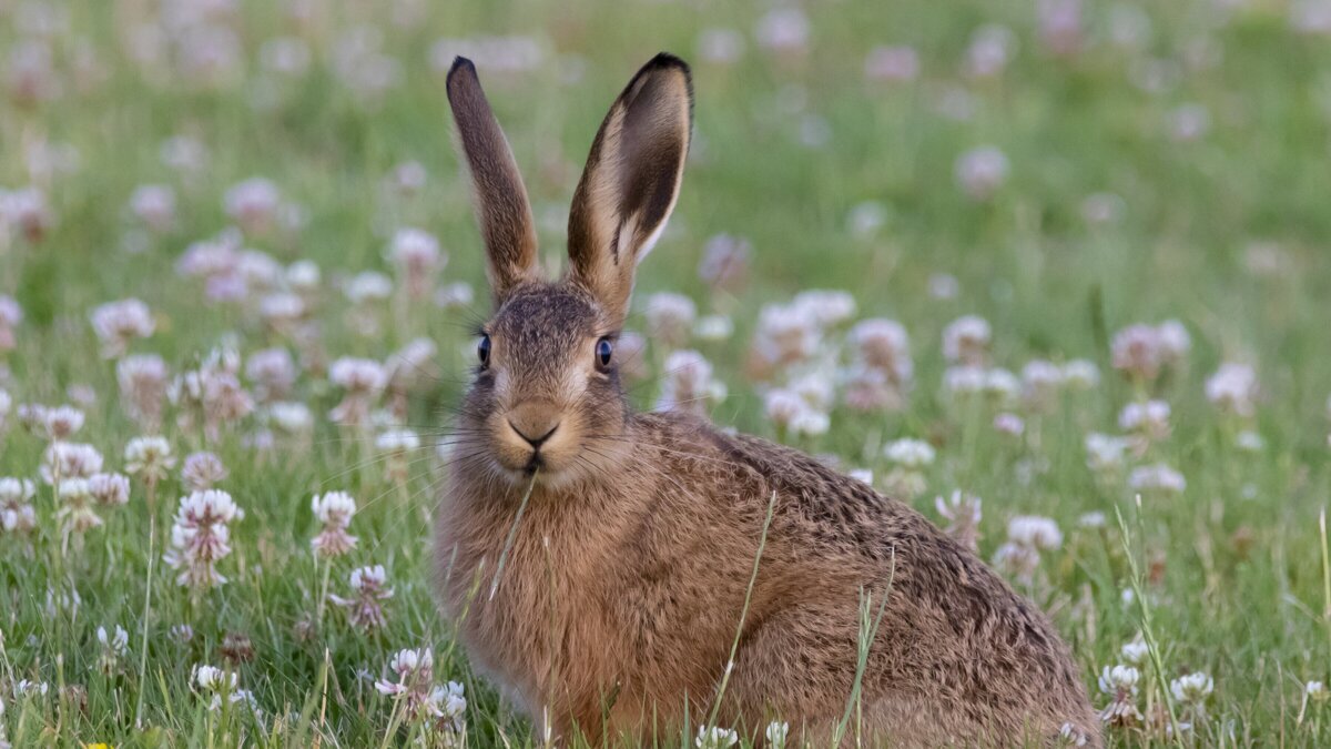 theotherkev-young-hare-5374704.jpg