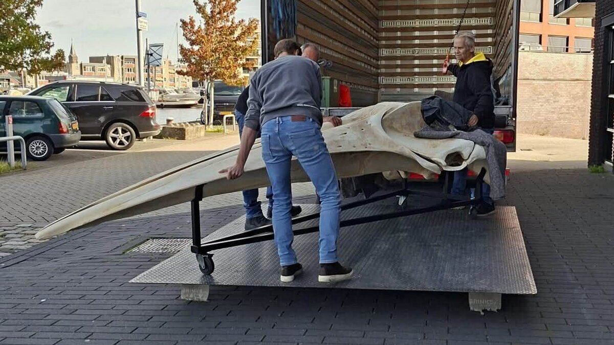 Verhuizing schedel vinvis Erick - ©Portaal van Vlaanderen 2
