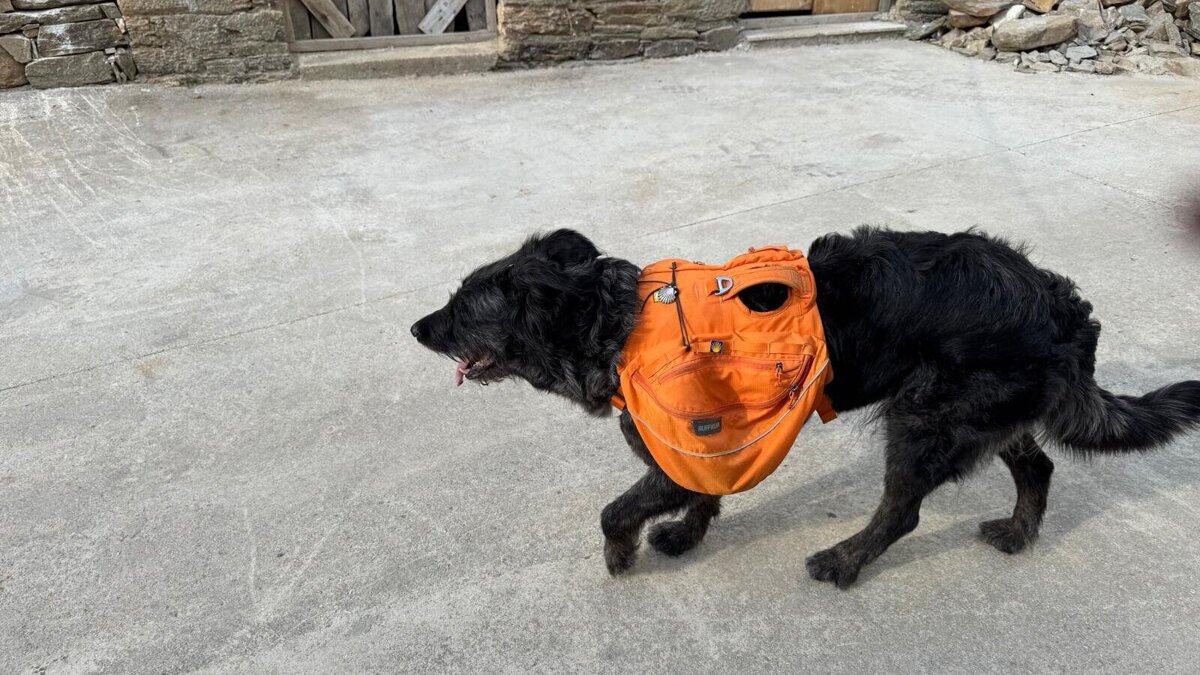 Etienne Hemelaar wandelen hond.jpeg