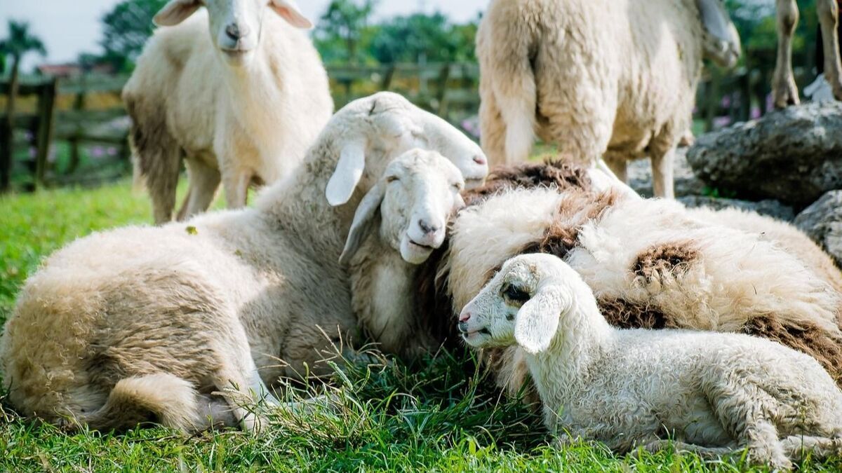 Schapen