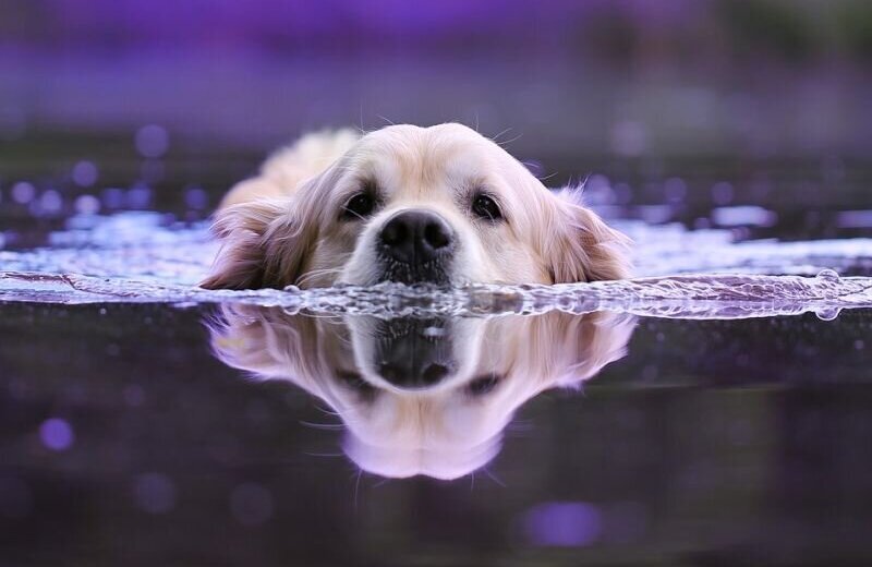 hond water