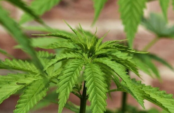 Wiet plant