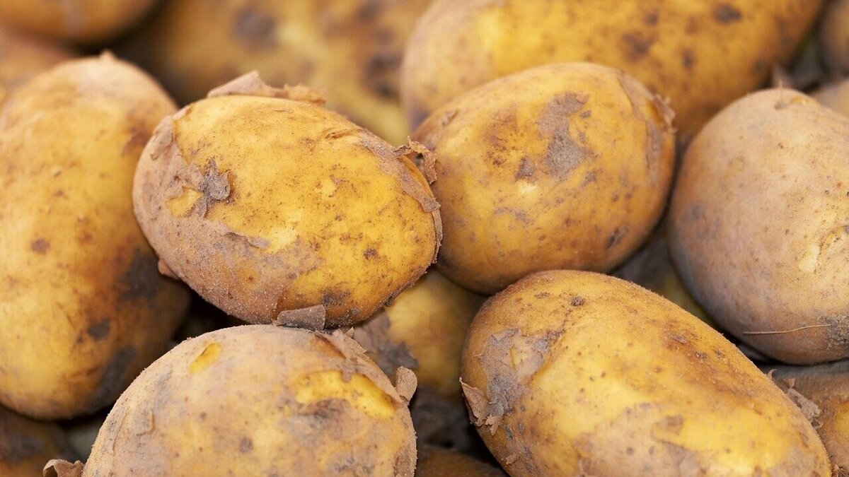 couleur-potato-3440360_1280