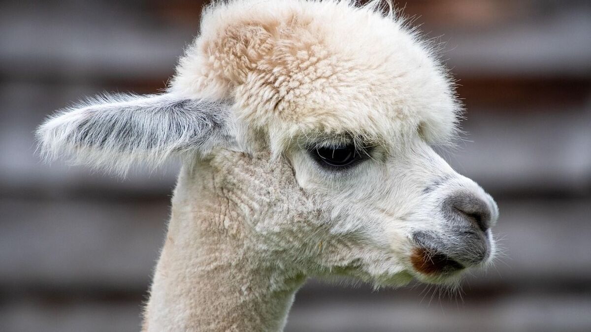 Alpaca.jpg