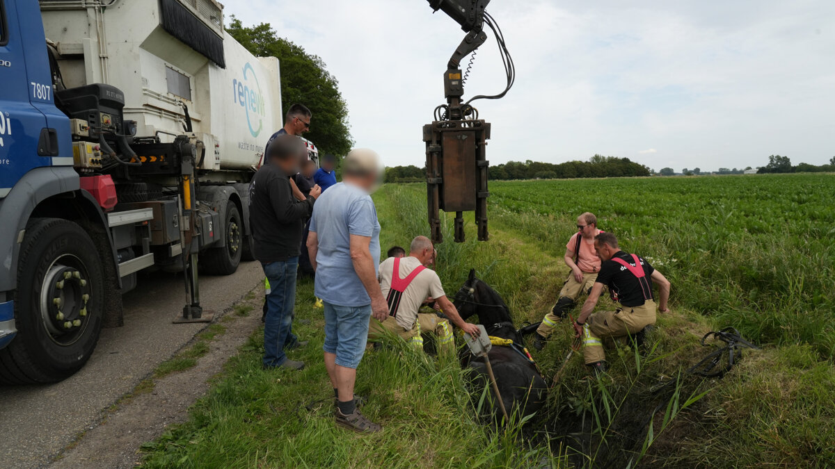 Paard in sloot Ossenisse_2