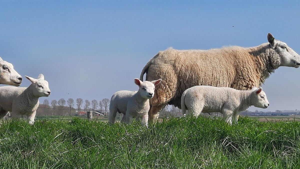 Schapen.jpg