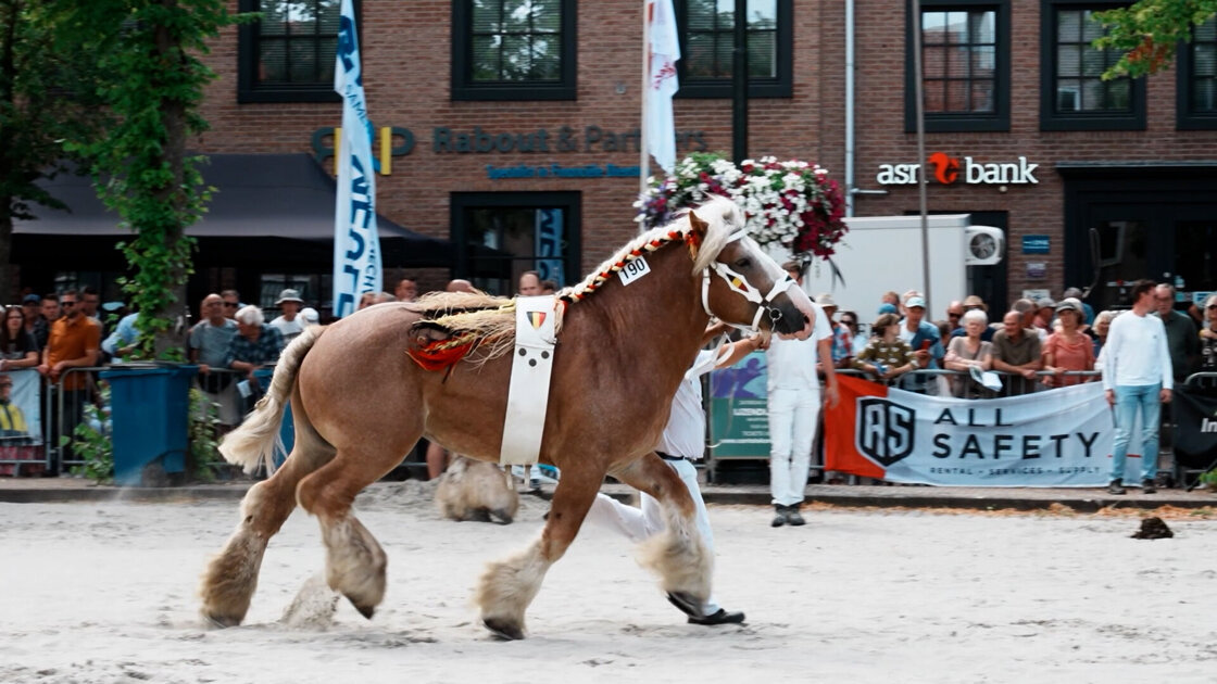 Trekpaardenkeuring IJzendijke opnieuw schitterend schouwspel