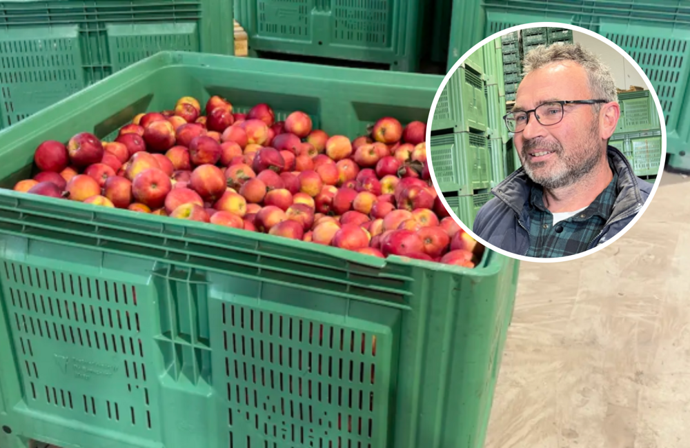 Gino van Acker met zijn appels - ©Omroep ZVL
