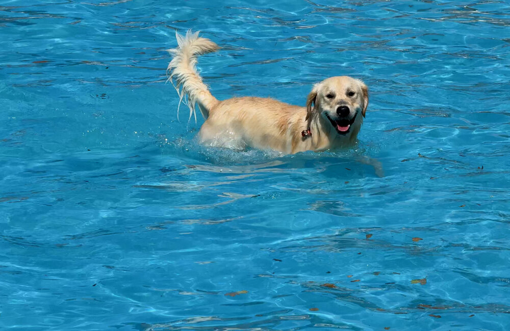 Honden spelen in het zwembad