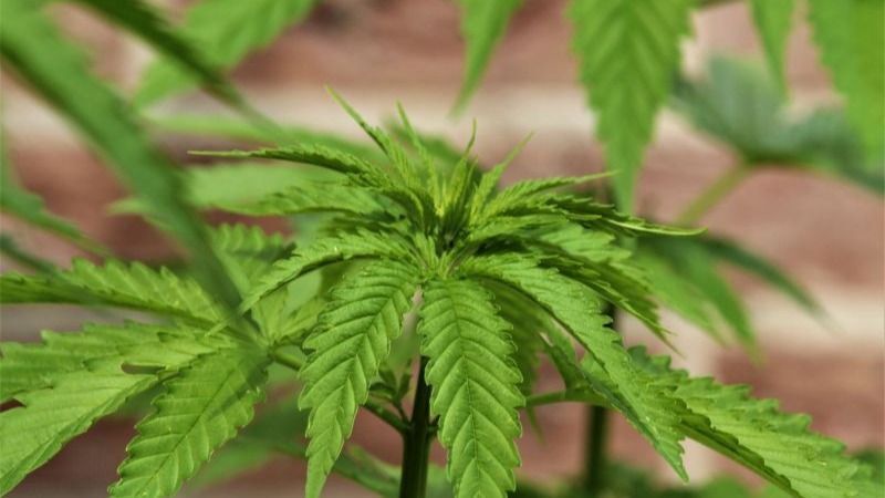 QfoHcIUijgZLM1f0J7QKiF7JhYHL5vote1iaEpio.jpg