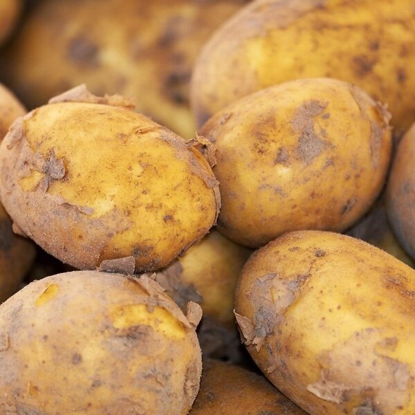 couleur-potato-3440360_1280
